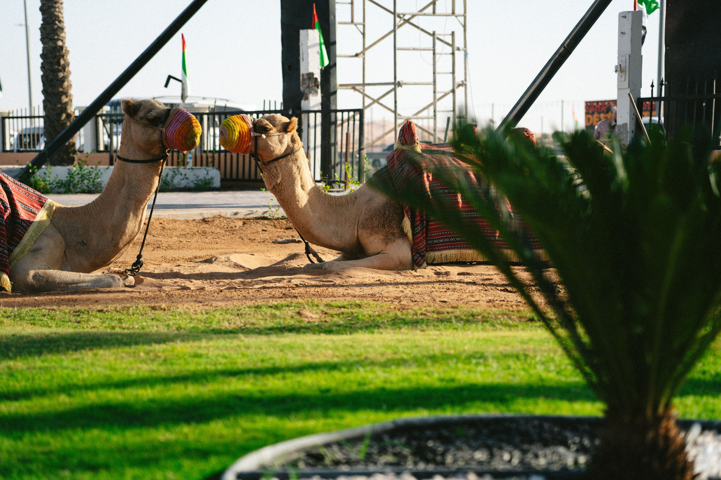 Desert Safari in Dubai