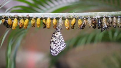 Butterfly Garden