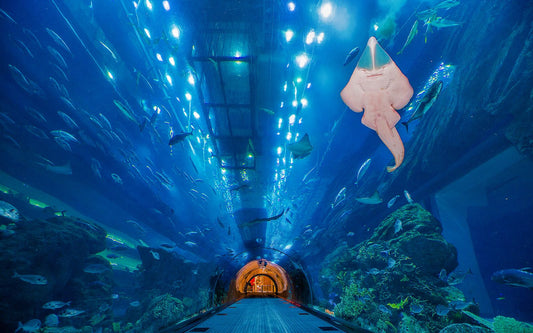 Underwater Zoo in Dubai