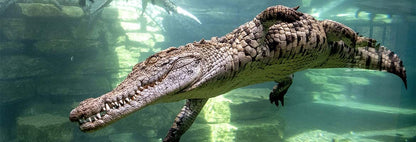 Dubai Crocodile Park